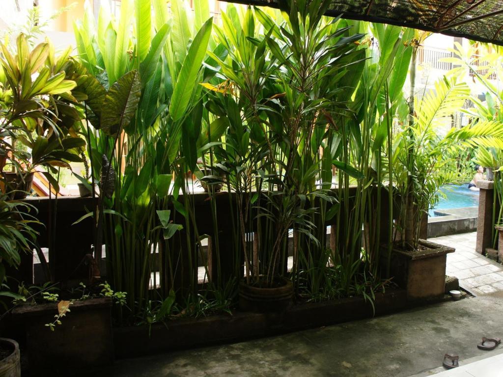 Waringin Homestay Kuta Lombok Eksteriør billede